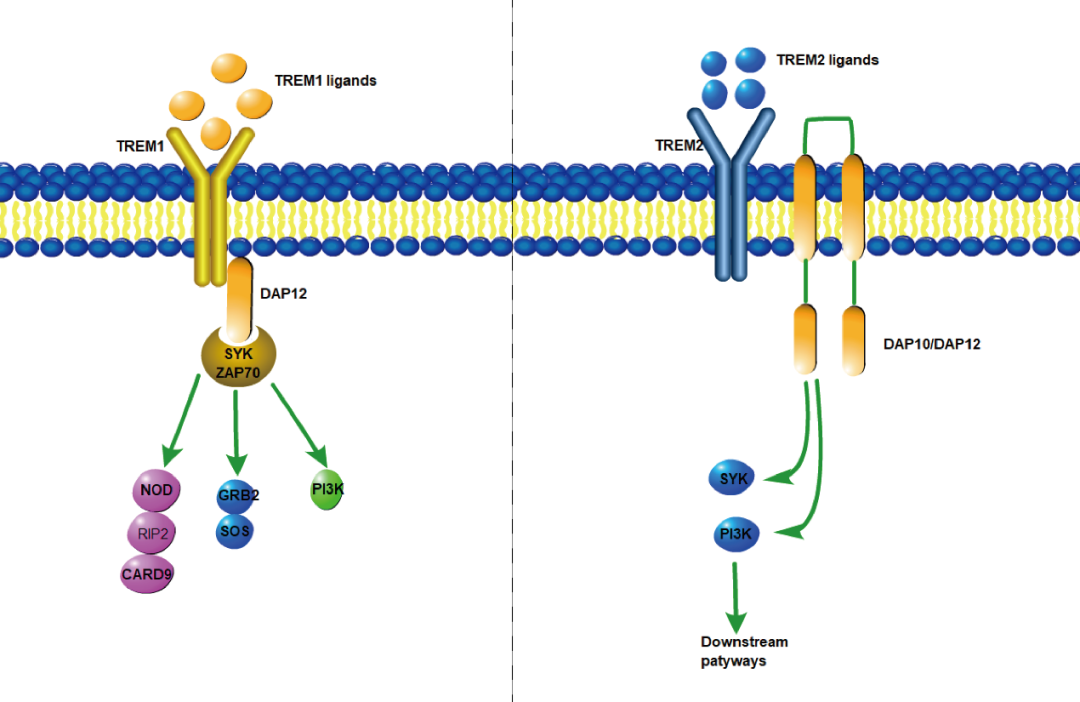 阿爾茨海默癥？癌癥？-靶點TREM