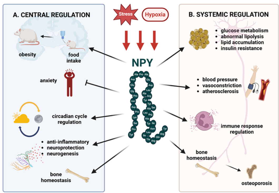 NPY2R細(xì)胞篩選模型